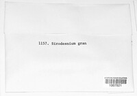 Sirodesmium granulosum image